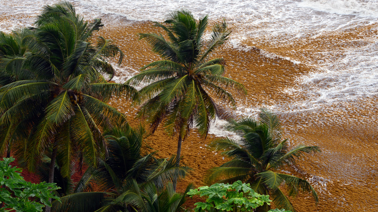 Sargasse et Storm, Saint-Vincent et Grenadines