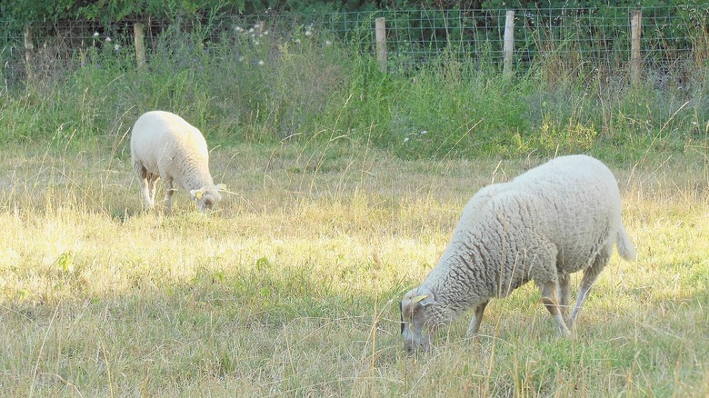 Des moutons de Belle-Île paissent dans un champ