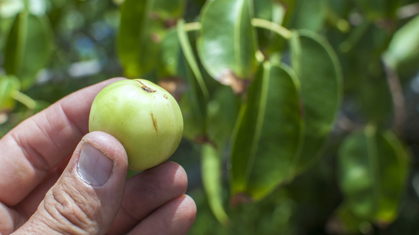 N'ignorez pas les panneaux d'avertissement autour de cette plante côtière mortelle dans les Caraïbes