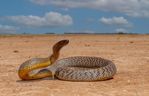 Ces lacs et rivières remplis de serpents dans le Queensland australien ne sont pas pour les âmes sensibles