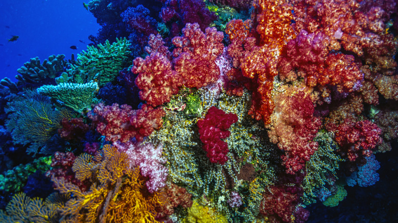 Coraux mous rouges, violets et roses poussant à Rainbow Reef, Taveuni, aux Fidji.