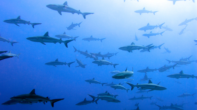 Un banc de requins gris se forme sur le mur du récif de Fakarava en Polynésie française.