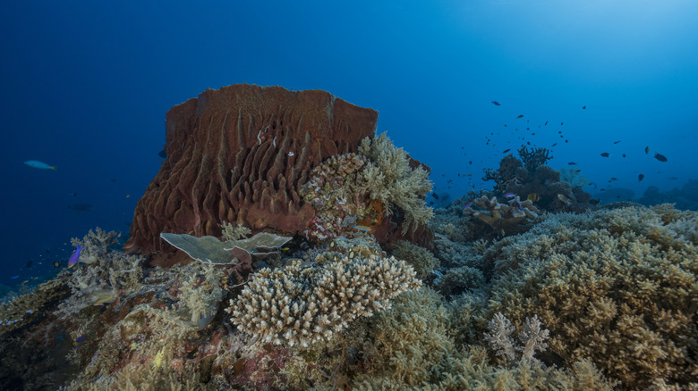 Un plongeur nage sur une énorme éponge baril au récif de Tubbataha aux Philippines.