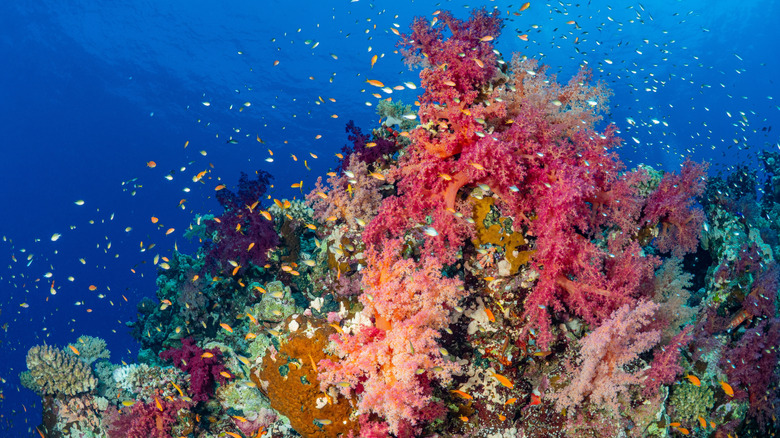 Coraux mous aux couleurs vives dans les eaux claires de la mer Rouge.