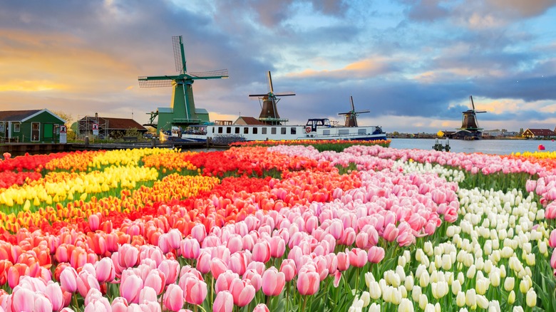 Moulins à vent surplombant un champ de tulipes coloré aux Pays-Bas