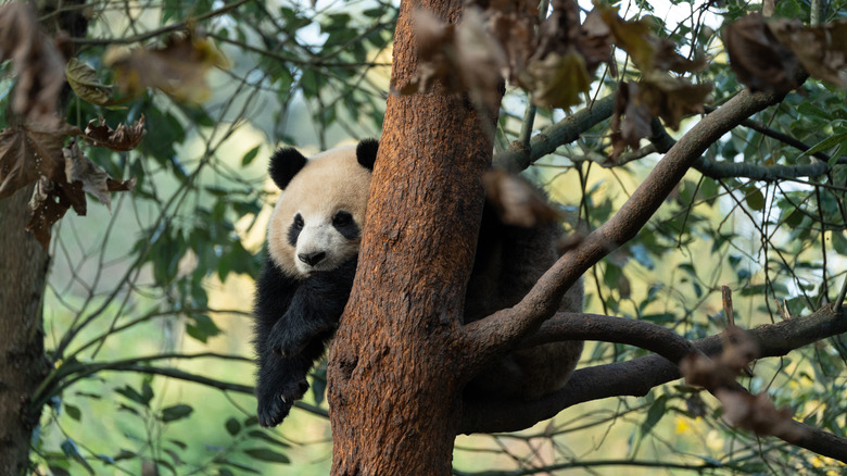Un panda assis sur une branche, derrière un tronc d'arbre dans le parc national du Panda Géant en Chine