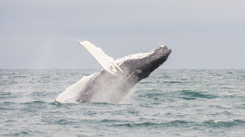 Une baleine à bosse retourne dans l'océan au large des côtes islandaises