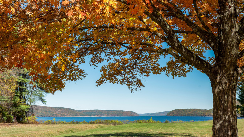Feuillage d'automne au réservoir Quabbin près de Ware, Massachusetts