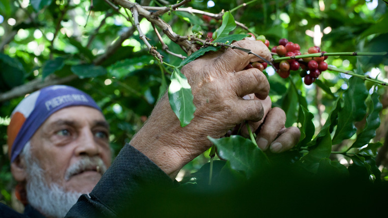 Un homme âgé cueille des grains de café à Porto Rico