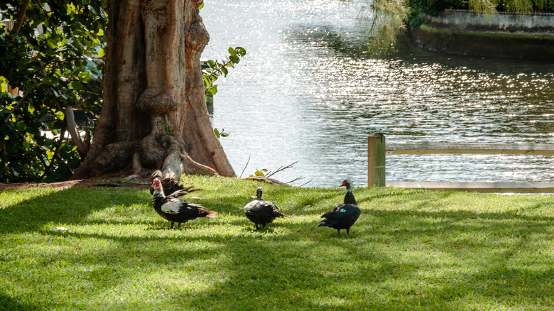Canards dans un parc au bord de la rivière