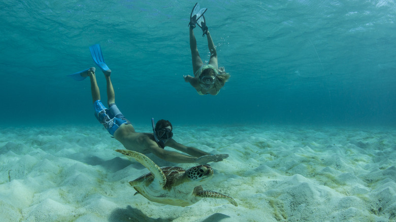 Deux plongeurs nagent avec une tortue de mer aux Grenadines