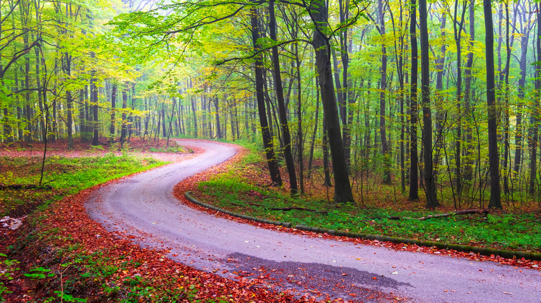 Sentier pavé dans le parc national de Bükk, Hongrie