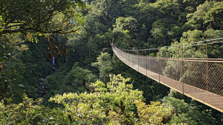 Randonnée dans la canopée des forêts de la province de Chiriquí, Panama