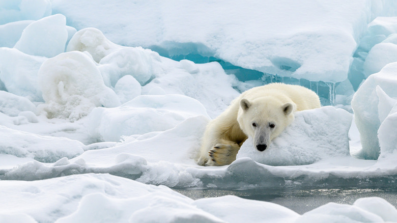Un ours polaire allongé sur la glace au Spitzberg, en Norvège