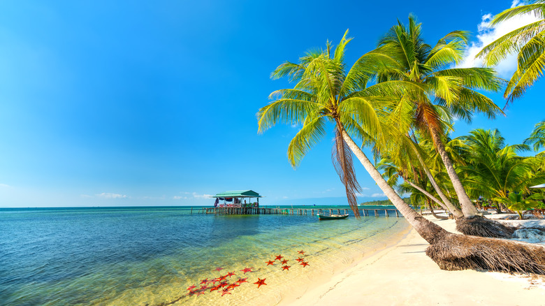 Palmiers, plages de sable et étoiles de mer à Phu Quoc