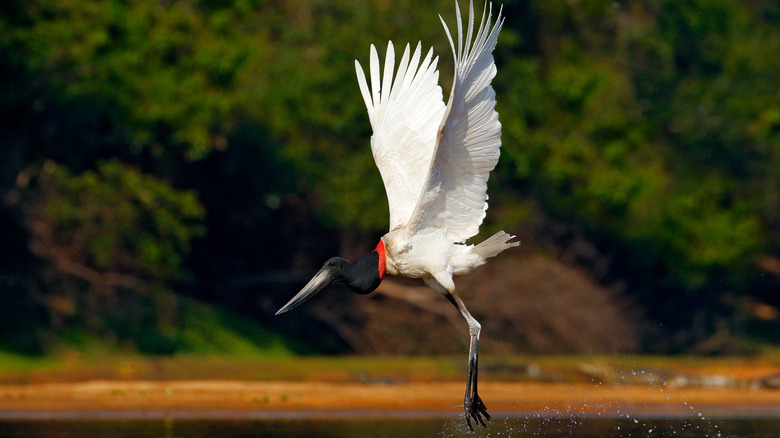 Une cigogne jabiru volant dans le Pantanal