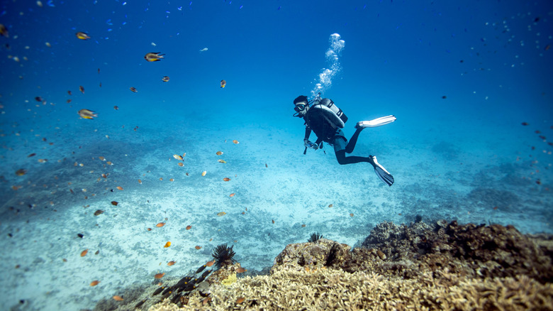 Un plongeur entouré de poissons et de récifs coralliens