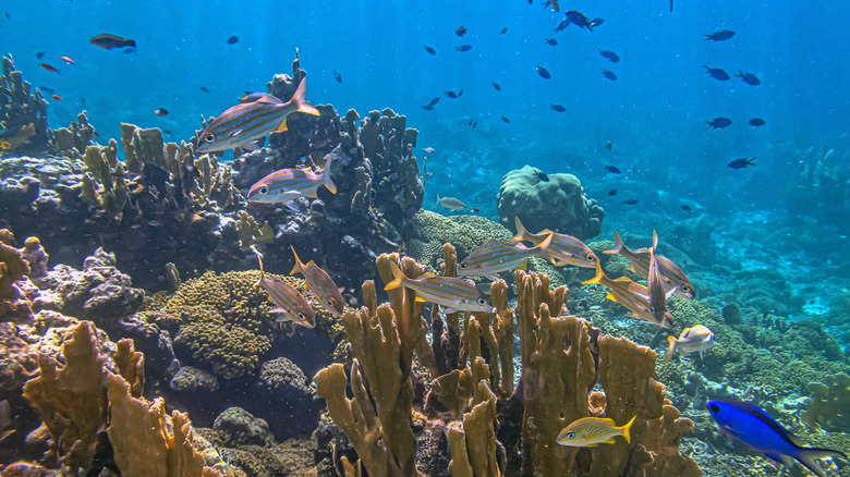 Récif corallien avec des poissons colorés sous l'eau au large de Bonaire, Caraïbes