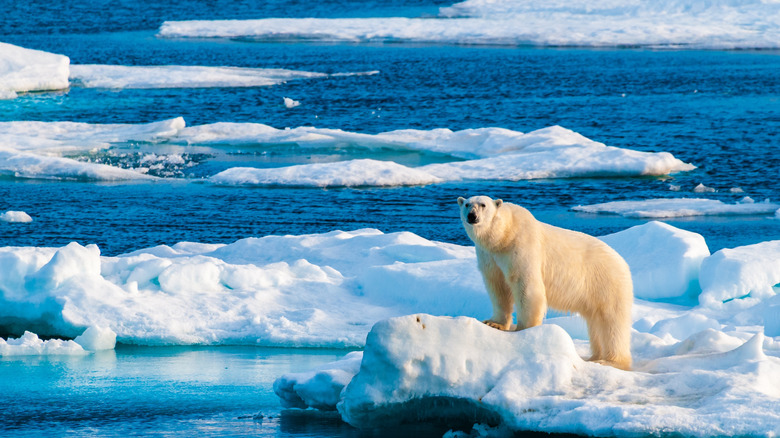 Un ours polaire se dresse sur un iceberg au Svalbard
