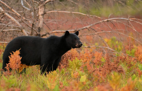 C'est la seule province du Canada sans ours