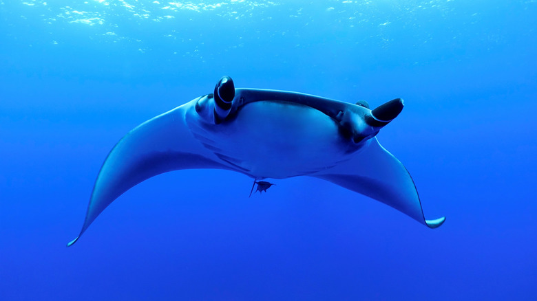 Une raie manta vue de face dans le parc national Revillagigedo, au Mexique.