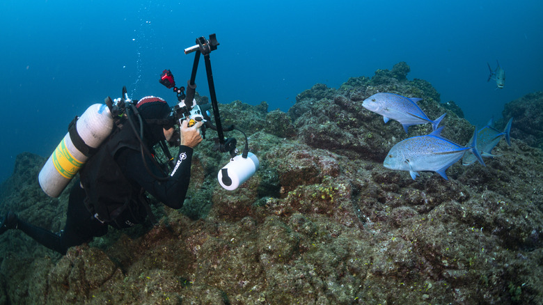 Un plongeur photographie des poissons sur un récif rocheux de l'archipel de Revillagigedo, au Mexique.