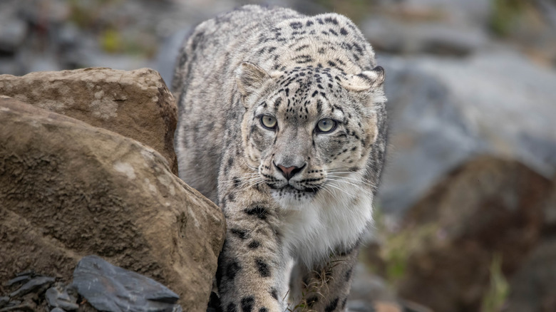 Un léopard des neiges traque sur des rochers