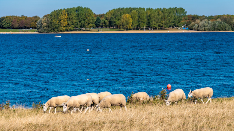 Des moutons paissant près de Rutland Water en Angleterre