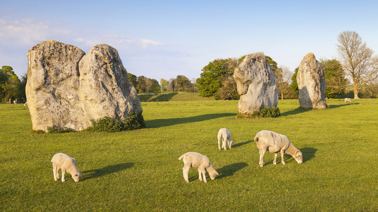 Des moutons paissant parmi d'énormes pierres préhistoriques à Avebury
