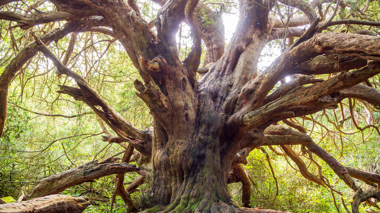If ancien et noueux avec de nombreuses branches à Kingley Vale dans le parc national des South Downs
