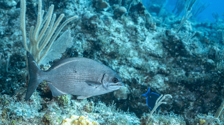 Pêcher dans les eaux des Bahamas