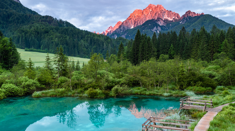 Réserve naturelle de Zelenci dans les Alpes juliennes, Slovénie