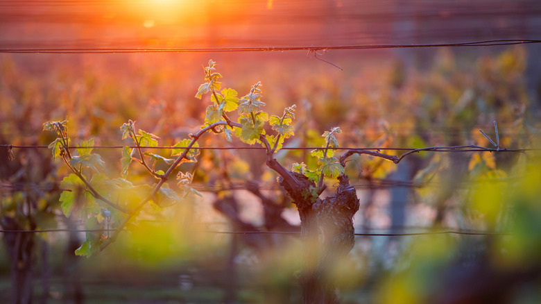 Photo en gros plan de vignobles en Moravie du Sud, en Tchéquie, avec le soleil se couchant en arrière-plan