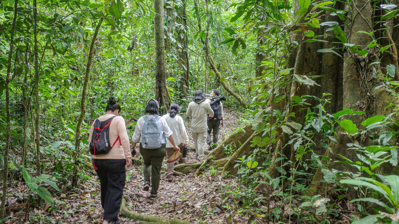 Promenades guidées dans la nature depuis un lodge d'écotourisme dans la forêt amazonienne péruvienne