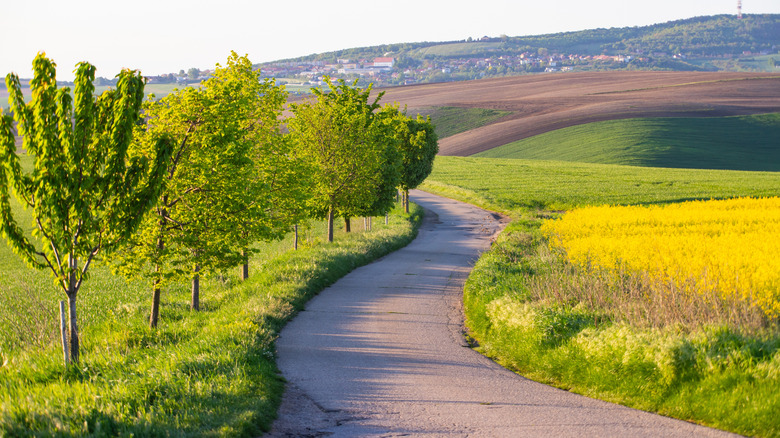 Une route serpente entre les champs vallonnés et les arbres dans la Moravie rurale, en République tchèque