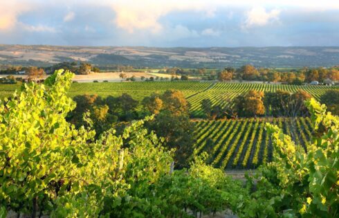 Ni la France, ni l'Italie : cette région viticole sous-estimée possède certaines des vignes productrices les plus anciennes au monde