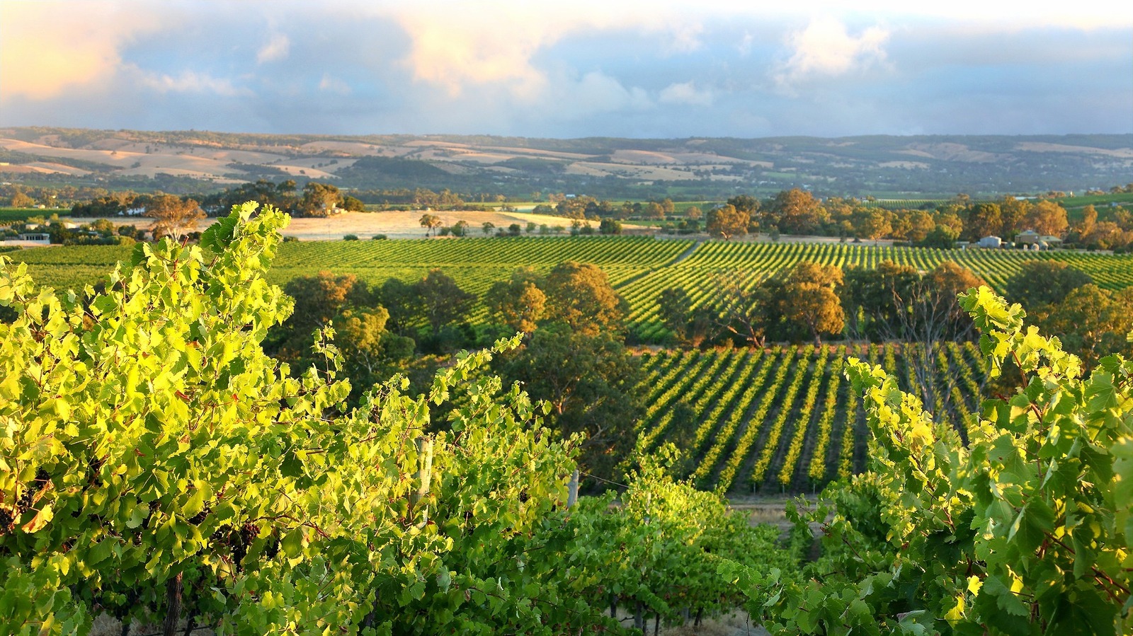 Ni la France, ni l'Italie : cette région viticole sous-estimée possède certaines des vignes productrices les plus anciennes au monde