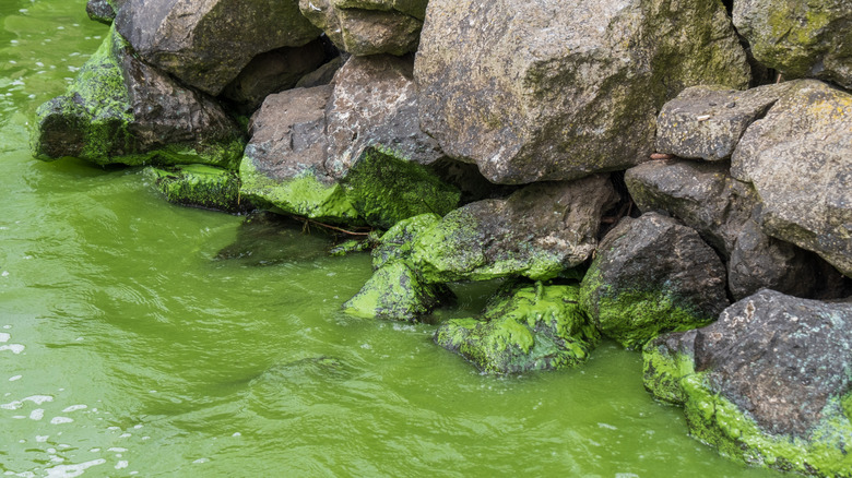 Des algues épaisses et d'un vert profond fleurissent sur les rochers et créent de l'eau verte dans le Lough Neagh