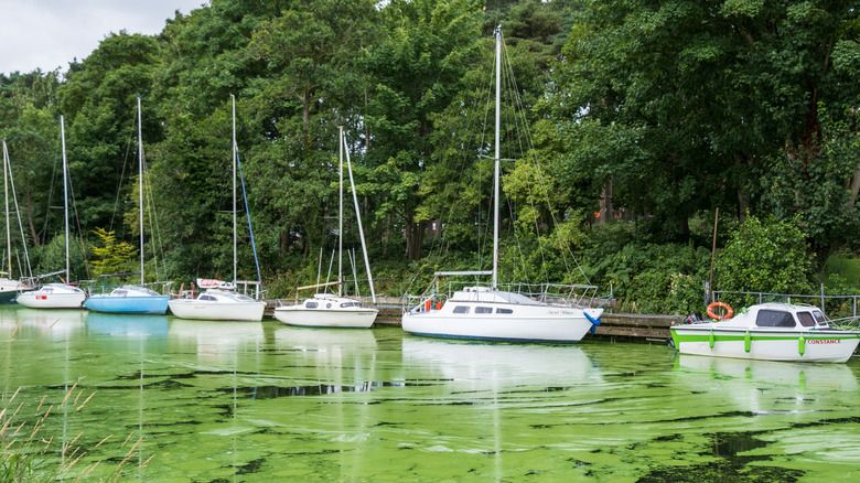 Bateaux amarrés sur le Lough Neagh en Irlande du Nord avec un tapis d'épaisses boues d'algues vertes au-dessus de l'eau