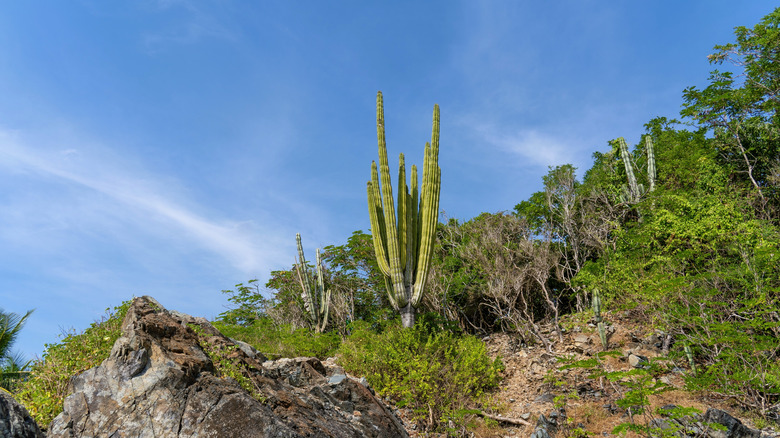 Un cactus géant poussant sur Isla Ixtapa, Mexique